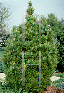 Picture of Pinus cembra 'Nana'