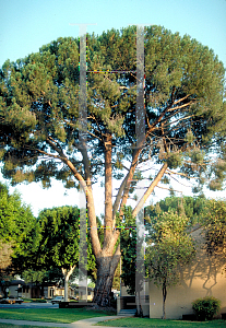 Picture of Pinus pinea 