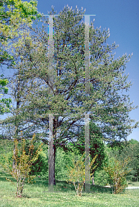 Picture of Pinus virginiana 