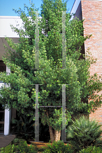 Picture of Podocarpus macrophyllus 
