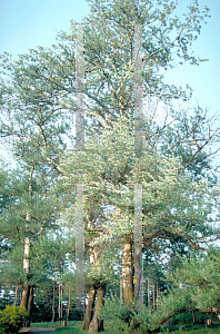 Picture of Populus alba 