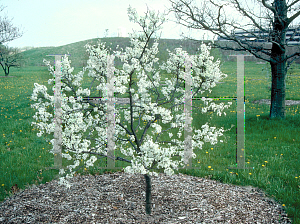 Picture of Prunus americana 