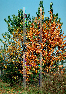 Picture of Prunus serotina 