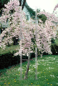 Picture of Prunus subhirtella 'Pendula'