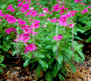 Picture of Catharanthus roseus 