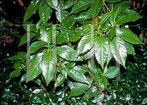 Picture of Aucuba japonica 