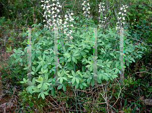 Picture of Baptisia spp. 