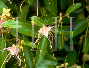 Picture of Capparis cynophallophora 