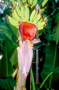 Picture of Musa spp. 