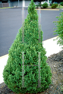 Picture of Picea glauca var. albertiana 'Conica'