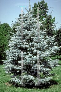Picture of Picea pungens f. glauca 