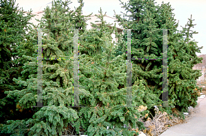 Picture of Pinus aristata 