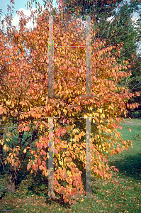 Picture of Prunus americana 
