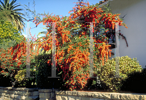 Picture of Pyracantha coccinea 