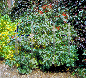 Picture of Viburnum dilatatum 