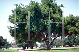 Picture of Quercus agrifolia 