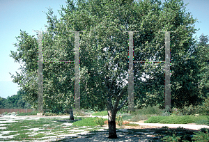 Picture of Quercus ilex 