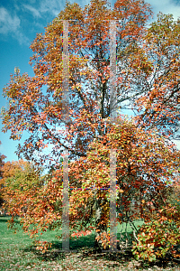 Picture of Quercus michauxii 