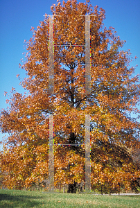 Picture of Quercus palustris 