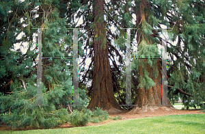 Picture of Sequoiadendron giganteum 