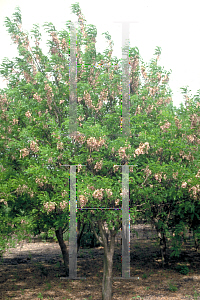 Picture of Sophora affinis 