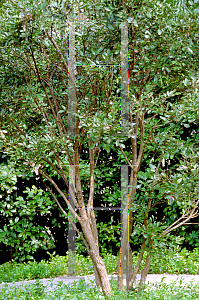 Picture of Sophora secundiflora 