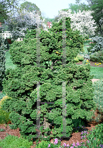 Picture of Tsuga canadensis 'Lewisii'