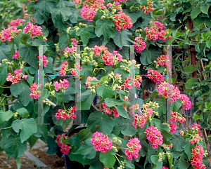 Picture of Dombeya spp. 