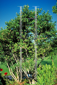 Picture of Lonicera tatarica 