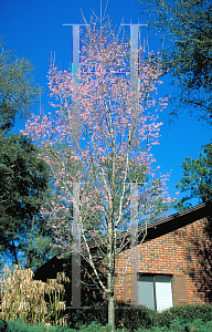 Picture of Prunus x 'Okame'