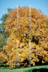Picture of Aesculus glabra 