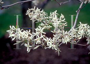 Picture of Amelanchier canadensis 