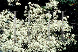 Picture of Amelanchier x grandiflora 