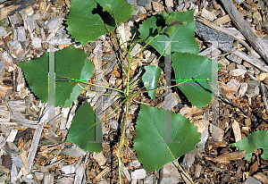 Picture of Populus deltoides 