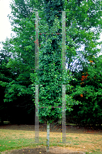 Picture of Populus tremula 'Erecta'