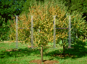Picture of Prunus americana var. lanata 