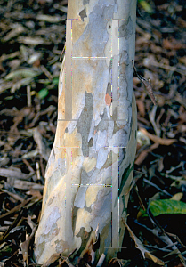 Picture of Psidium guajava 