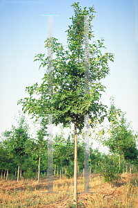 Picture of Quercus nuttallii 
