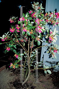 Picture of Rhodoleia championii 