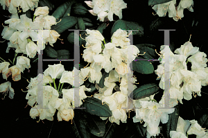 Picture of Rhododendron (subgenus Rhododendron) 'Boule de Neige'