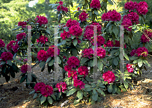 Picture of Rhododendron (subgenus Rhododendron) 'General'