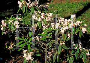 Picture of Rhododendron (subgenus Rhododendron) 'Katherine Dalton'