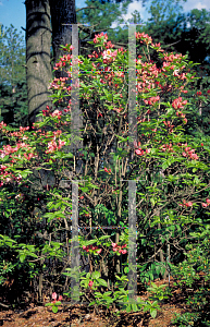 Picture of Rhododendron micranthum 