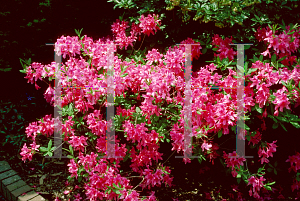 Picture of Rhododendron (subgenus Azalea) 'Rosy Lights'
