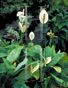 Picture of Spathiphyllum x 