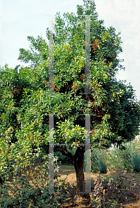Picture of Stenocarpus sinuatus 