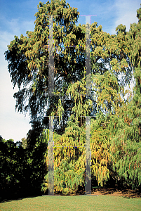 Picture of Taxodium mucronatum 