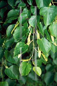 Picture of Tilia chinensis 