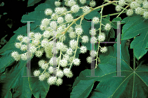 Picture of Tetrapanax papyrifer 