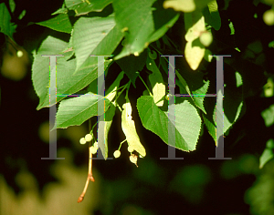 Picture of Tilia americana 'Redmond'